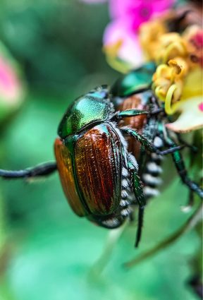 Un scarabé japonais.