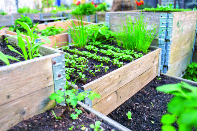 Un potager