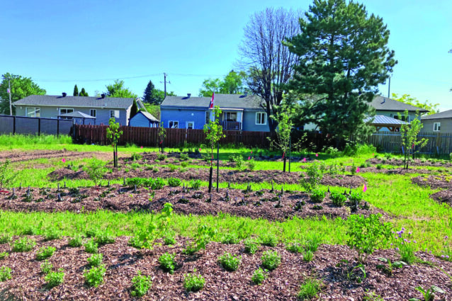 Une plantation