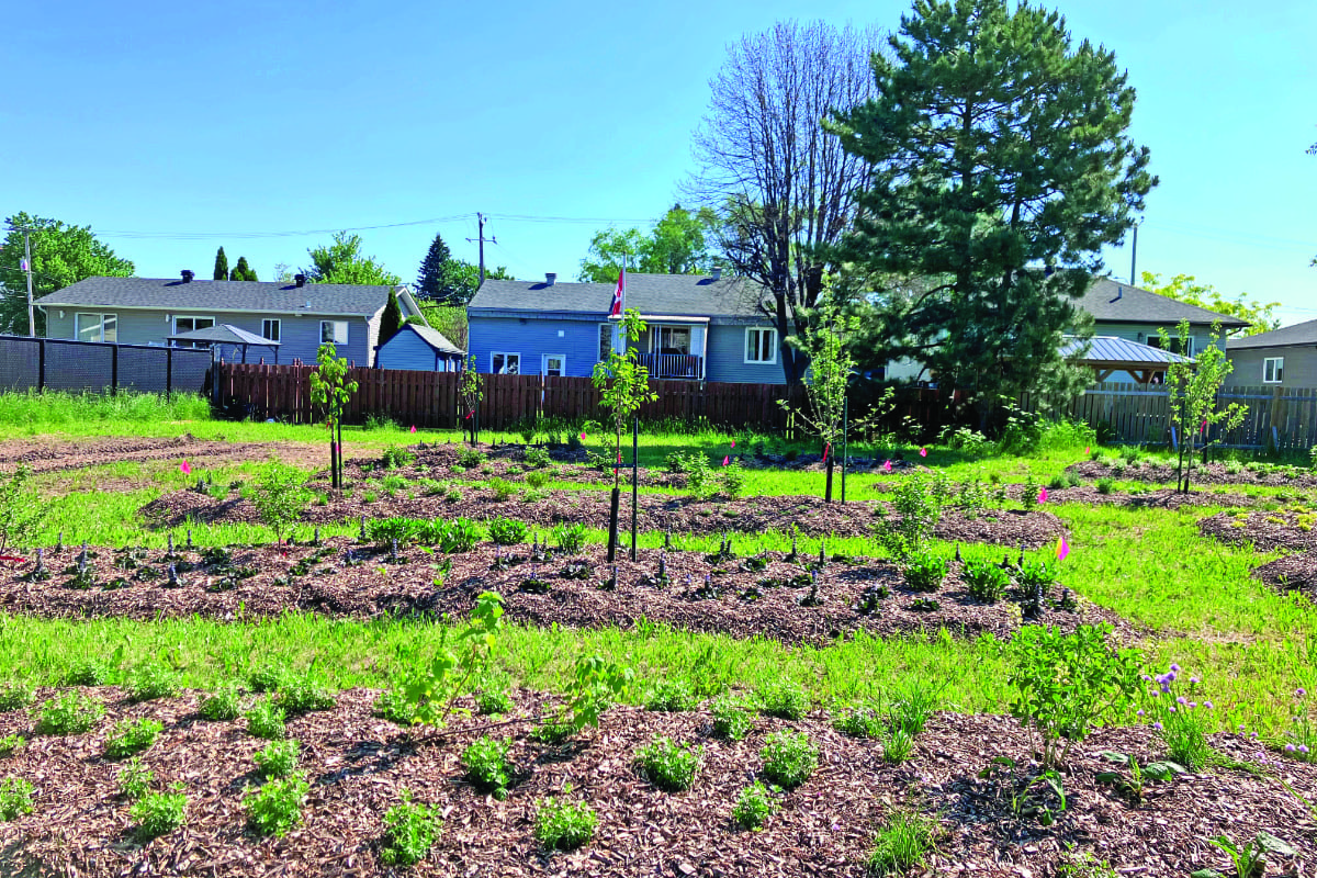 Une plantation